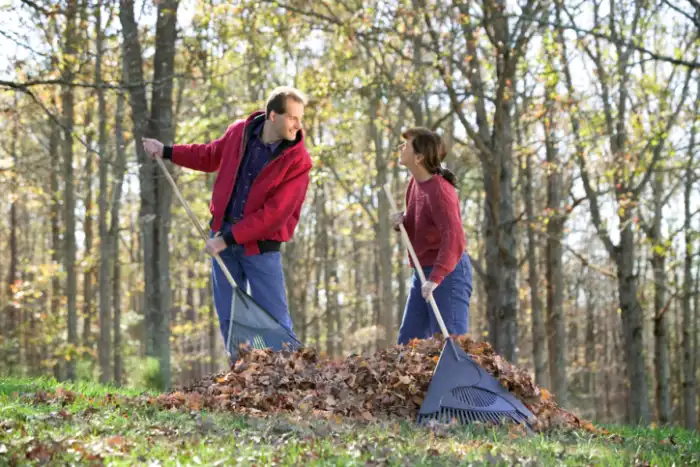 Yard Cleanup