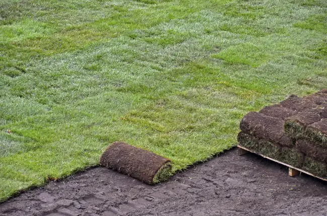 How long after installing sod can you walk on it in Edinburg, TX