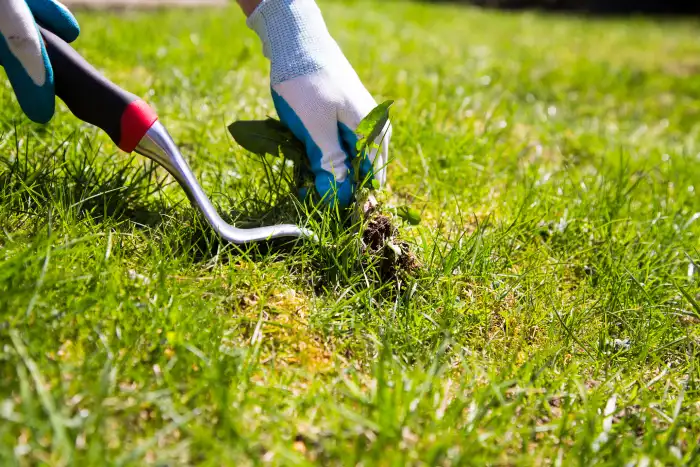 How to clear a yard full of weeds in Edinburg, TX