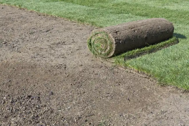 How to lay sod over existing lawn in Edinburg, TX