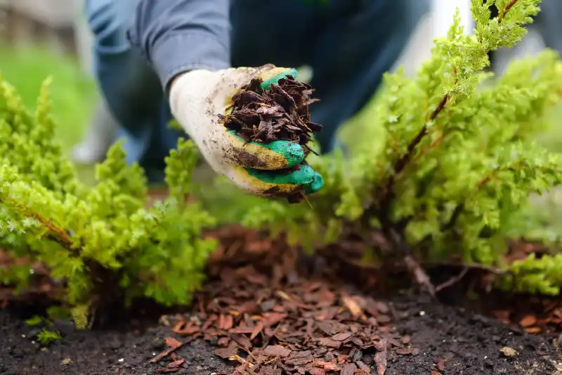 Professional mulching in Edinburg, TX