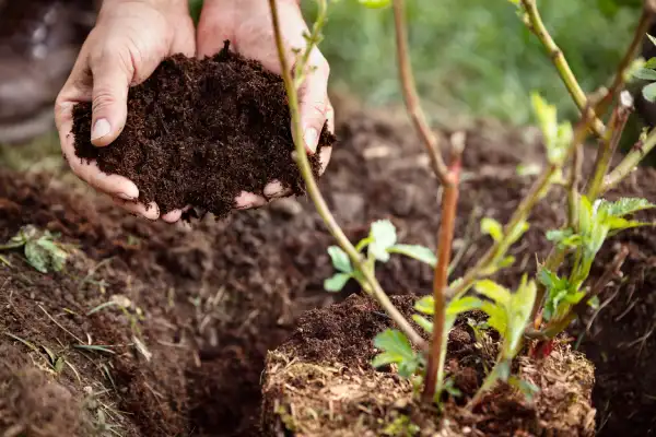 Affordable mulching in Edinburg, TX