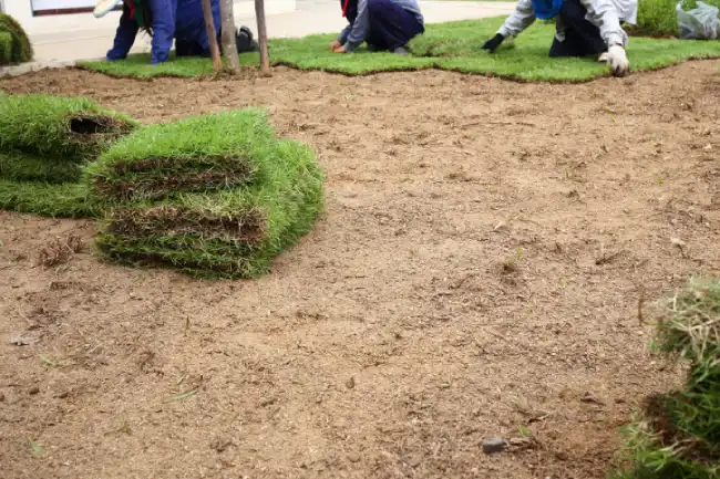 Professional sod installation in Edinburg, TX