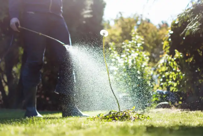 When is the best time to fertilize your lawn in Edinburg, TX