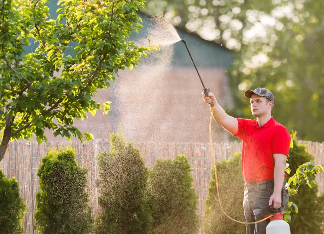 When is the best time to fertilize your lawn in Edinburg, TX