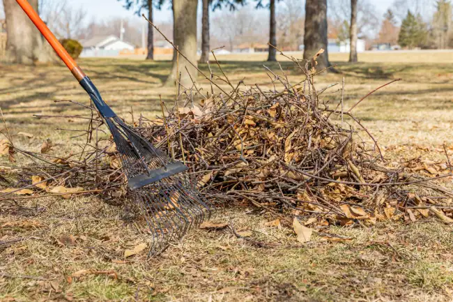 Reliable yard cleanup in Edinburg, TX