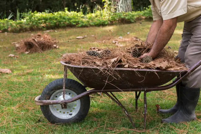 Affordable yard cleanup in Edinburg, TX